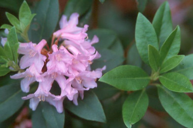 Rhody Myrtifolium 6 gal