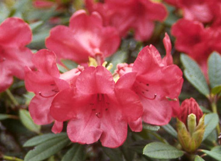 Rhody Elizabeth 2 gal