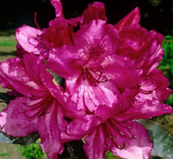 Rhody Ebony Pearl 2 gal