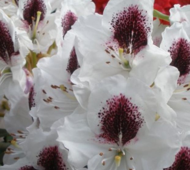 Rhody Sappho 6 gal