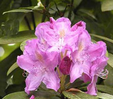 Rhody Purpureum Elegans 2 gal