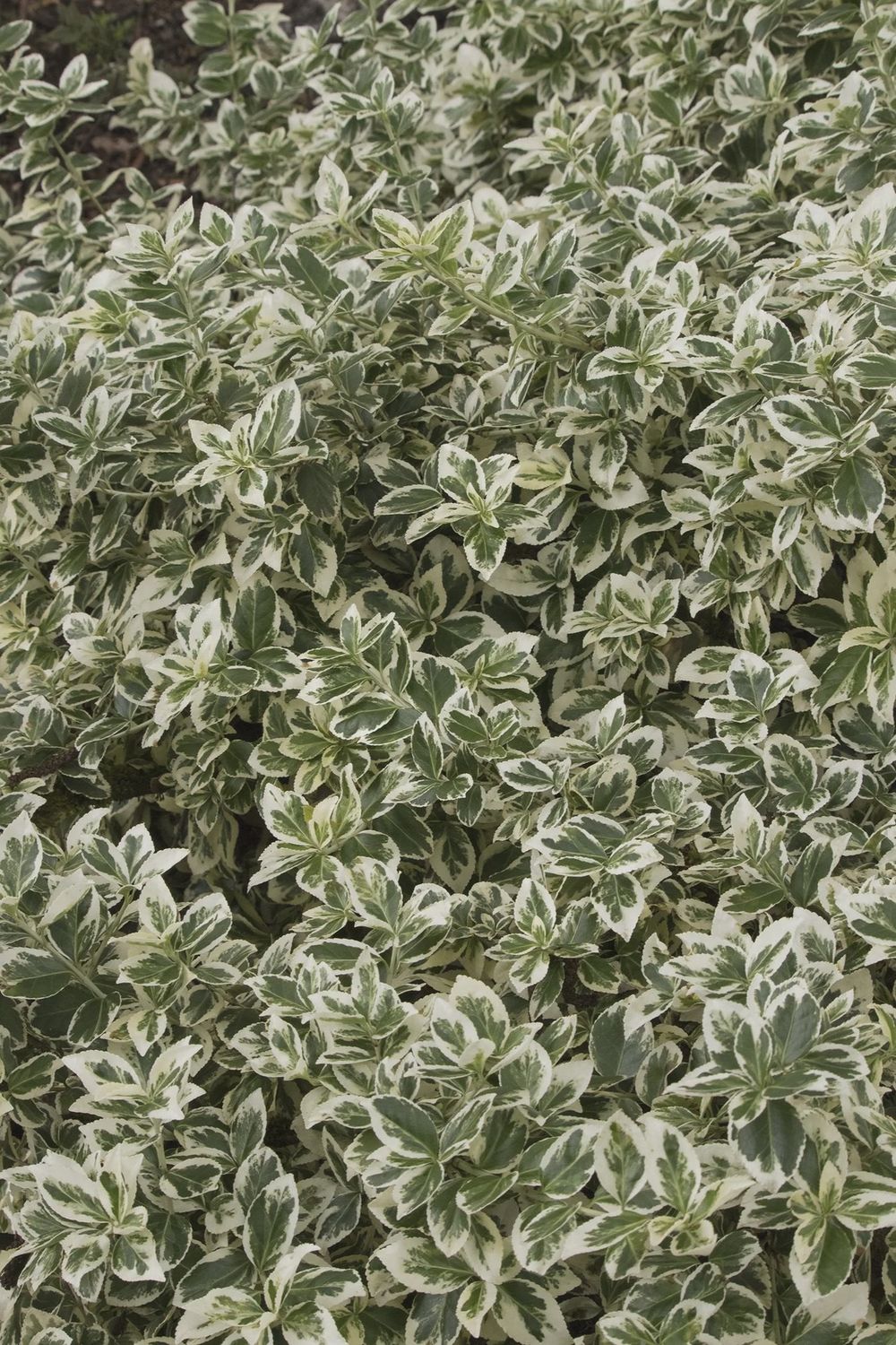 Euonymus Ivory Jade 1 gal