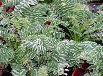 Polemonium &#39;Brise d&#39;Anjou&#39; 1 gal