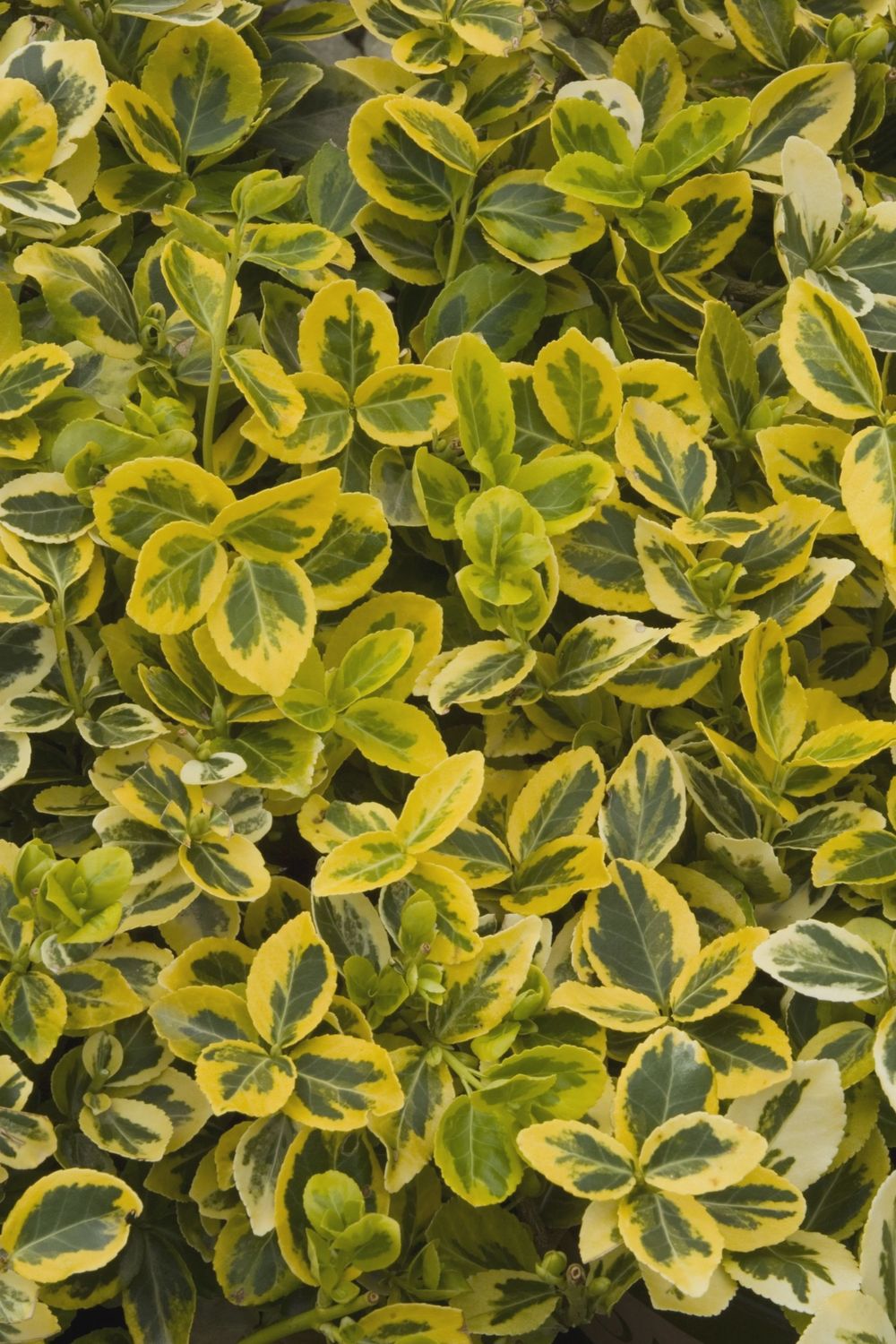 Euonymus Sunrise 1 gal