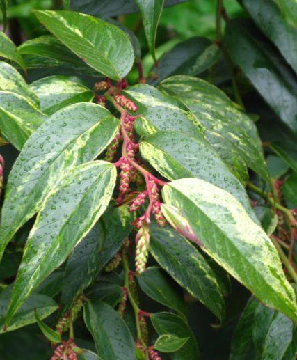 Leucothoe Rainbow Qt