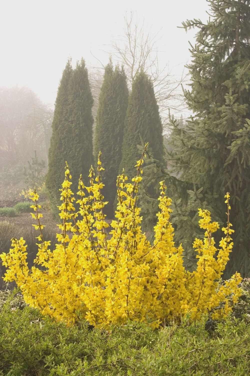 Forsythia Magical Gold 1 gal