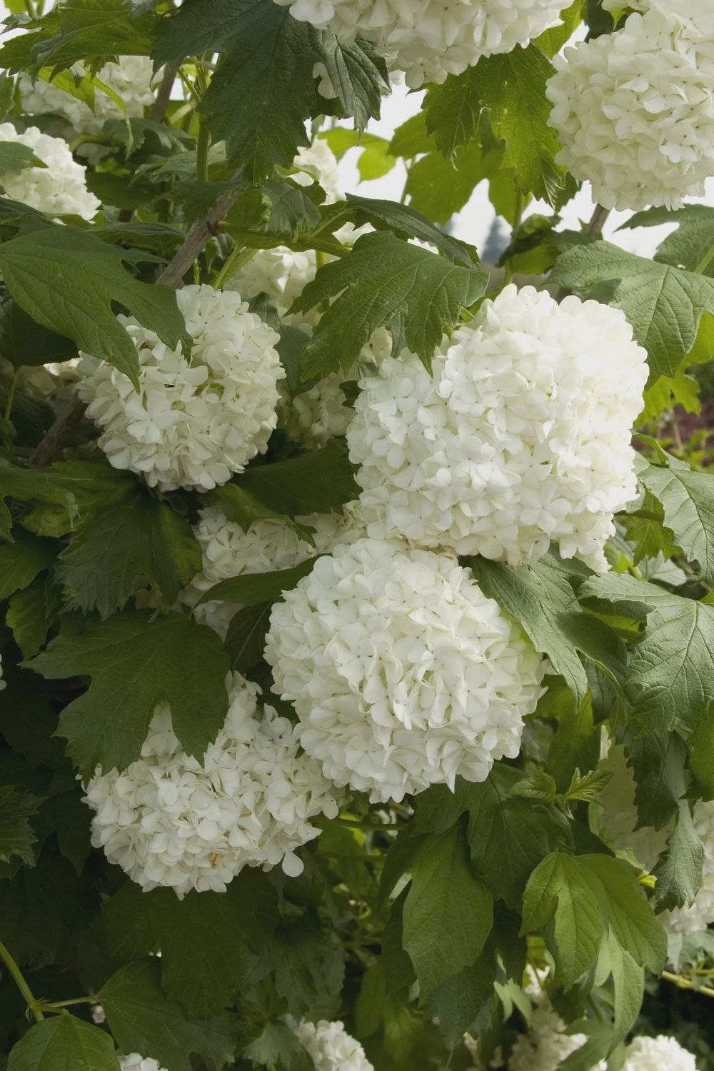 Snowball Tree 1 gal