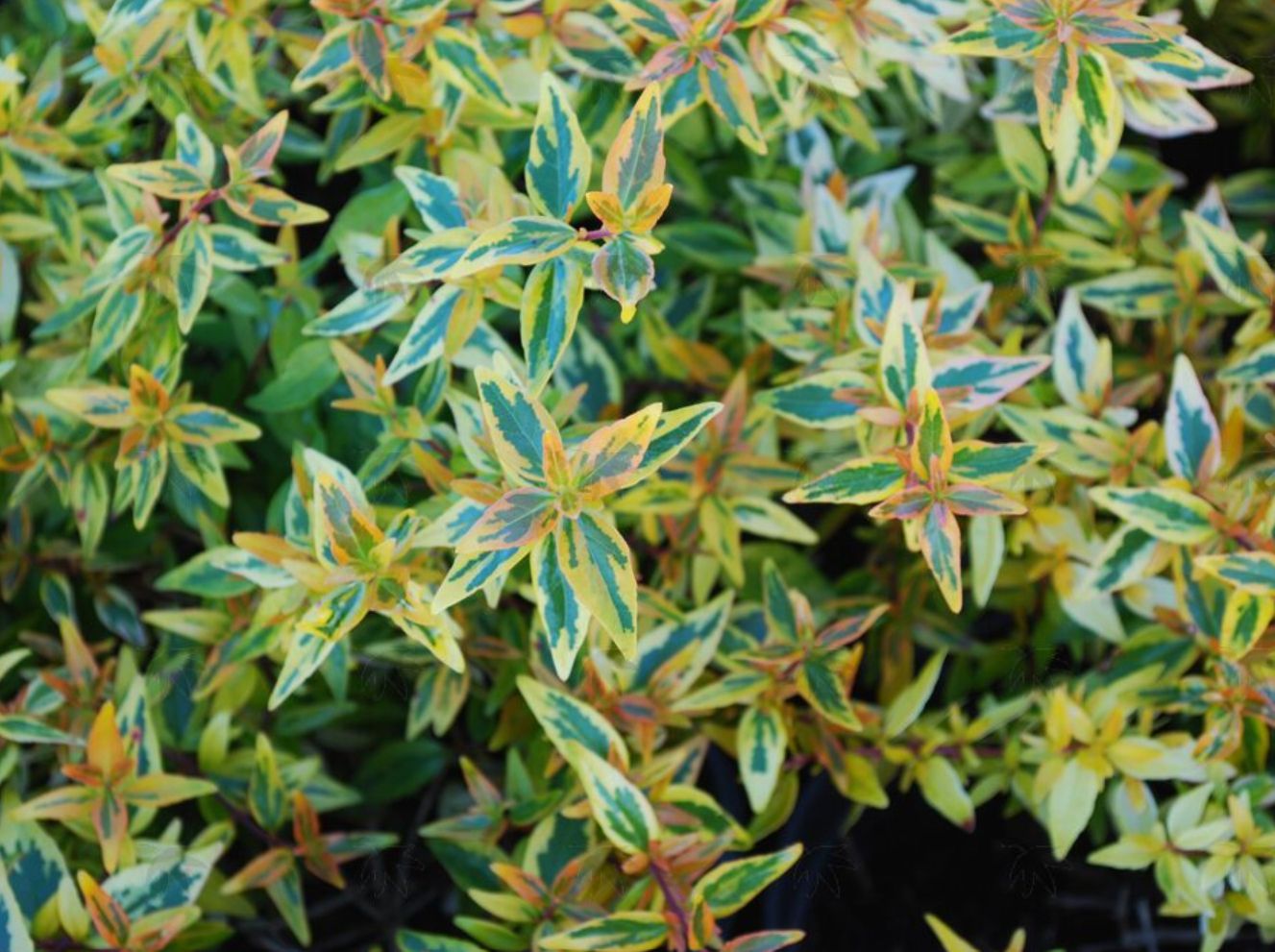Abelia Rhabpe22 Peach 1 gal