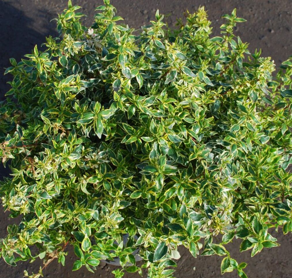 Abelia Suntastic Radiance 1 gal