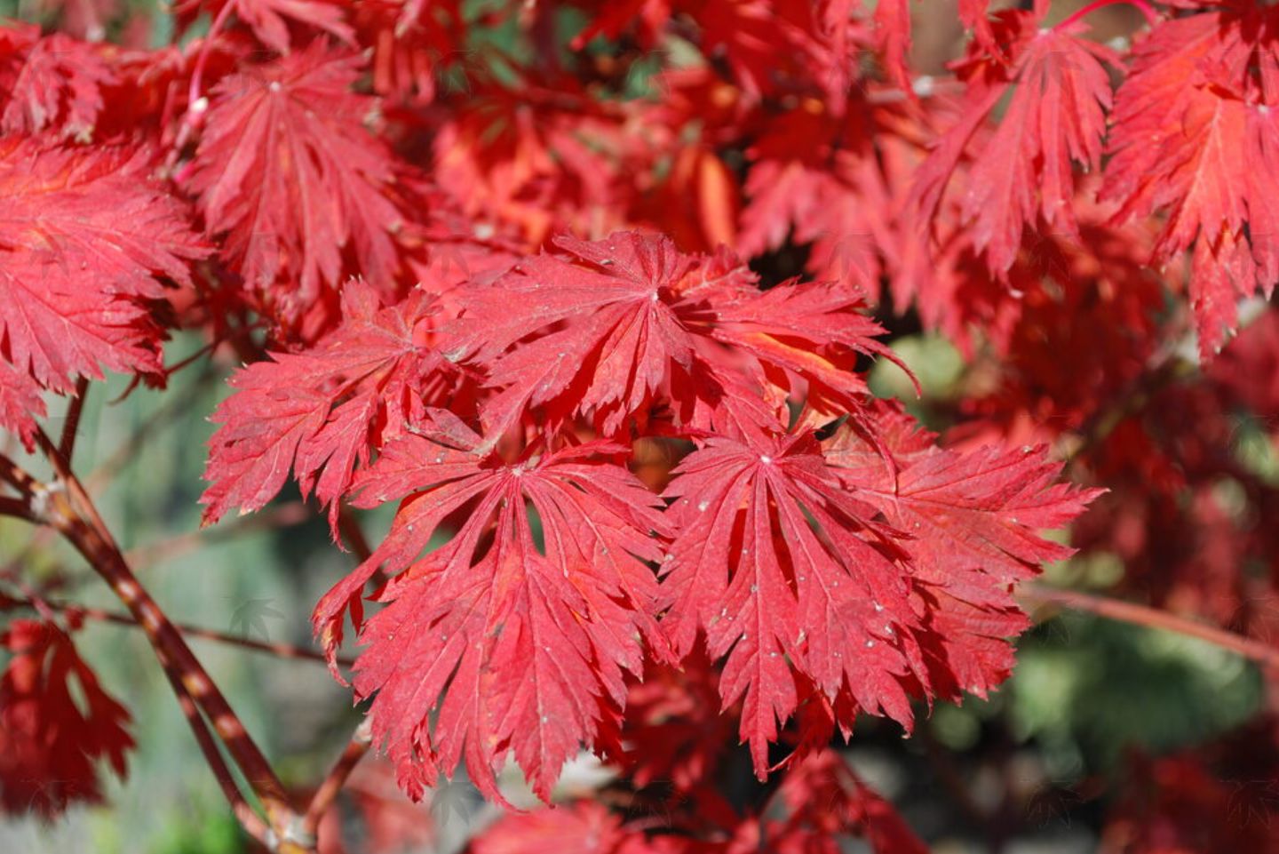 Acer japonicum &#39;Aconitifolium&#39; 1 gal