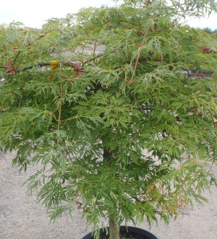 Japanese Maple Green Cascade 7 gal