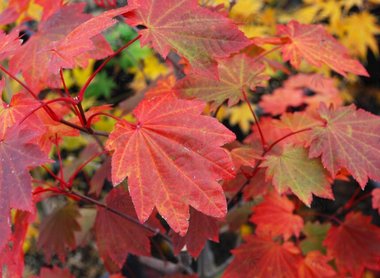 Japanese Maple Ruby 15 gal