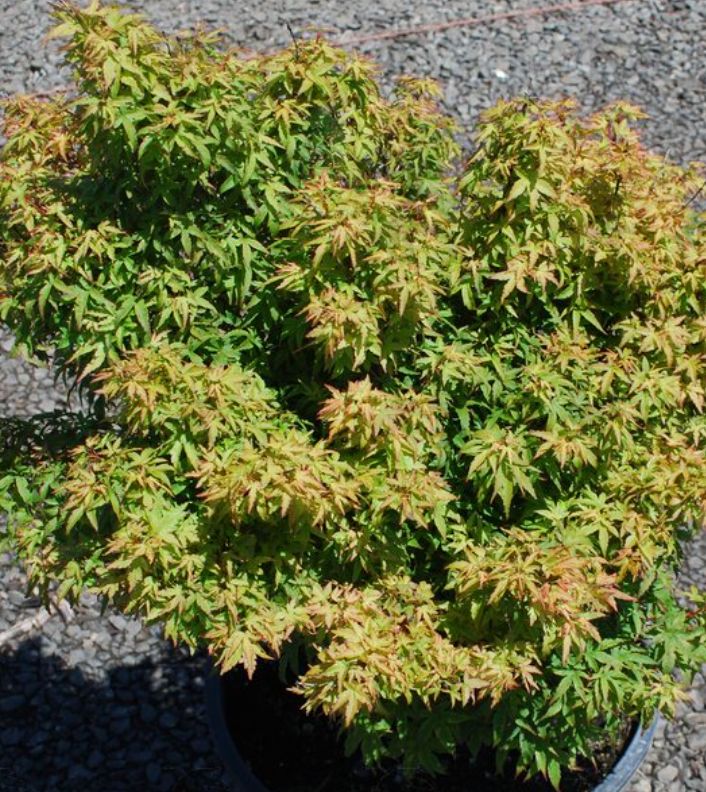Japanese Maple Akita Yatsubusa 1 gal