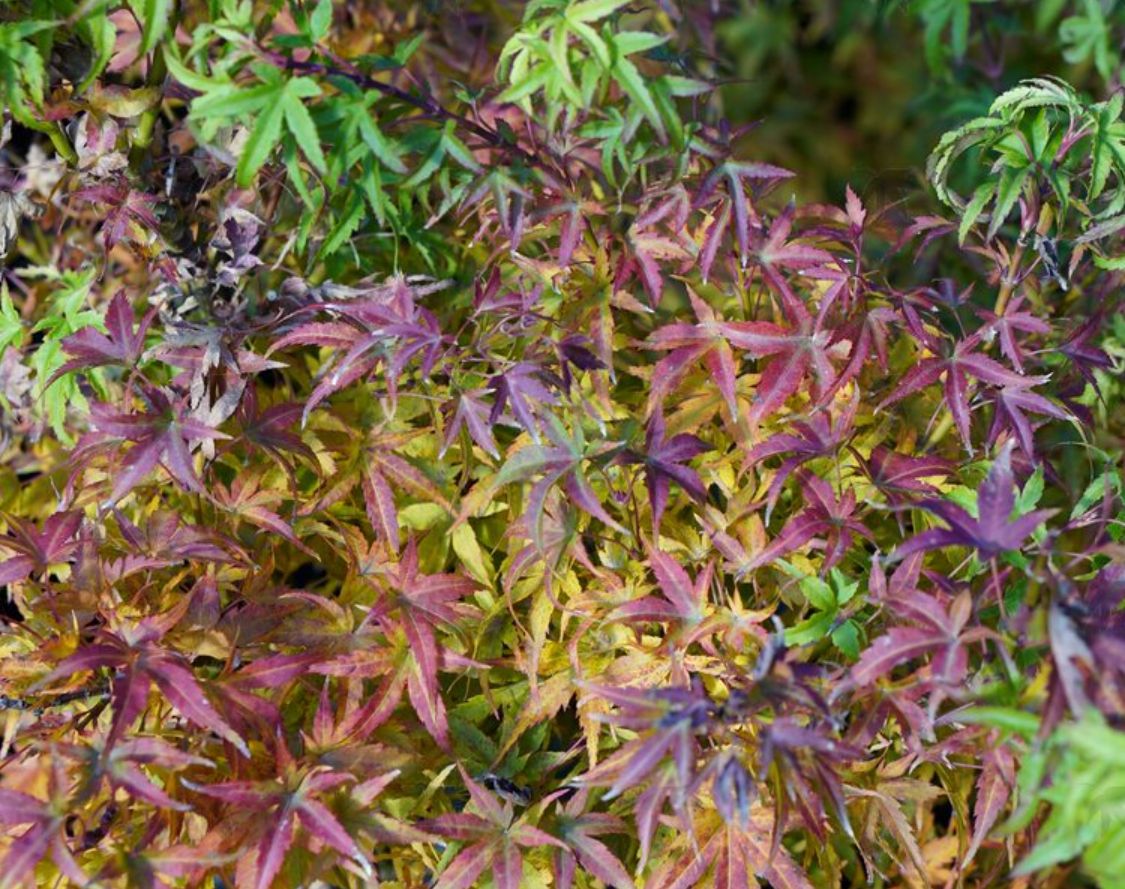 Japanese Maple Lima Gold 1 gal