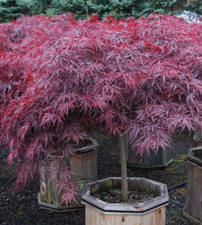 Japanese Maple Red Dragon 3 gal