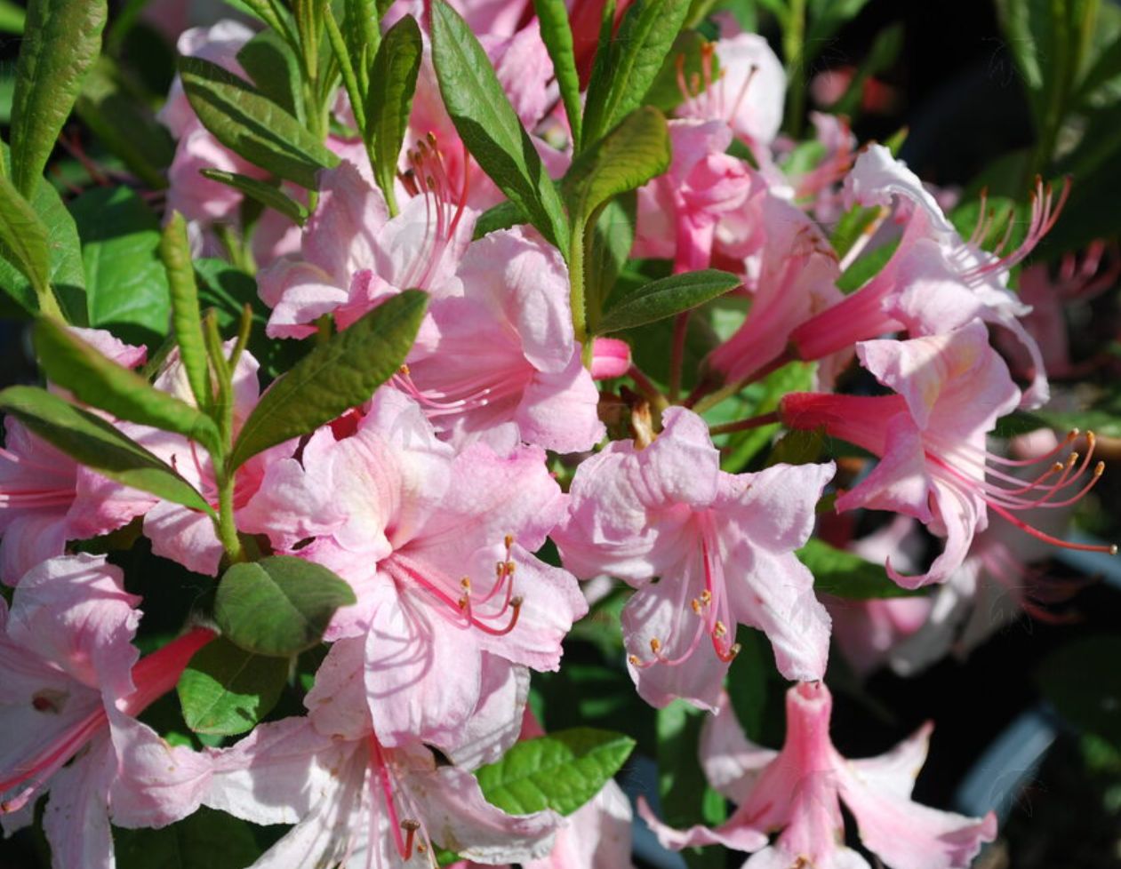 Azalea Candy Lights 3 gal