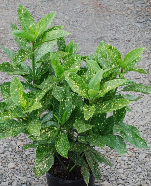 Aucuba Variegata 1 gal