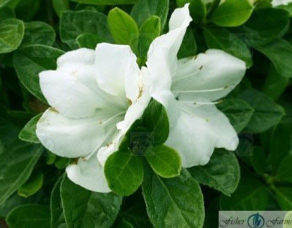 Azalea Encore Autumn Angel 3 gal