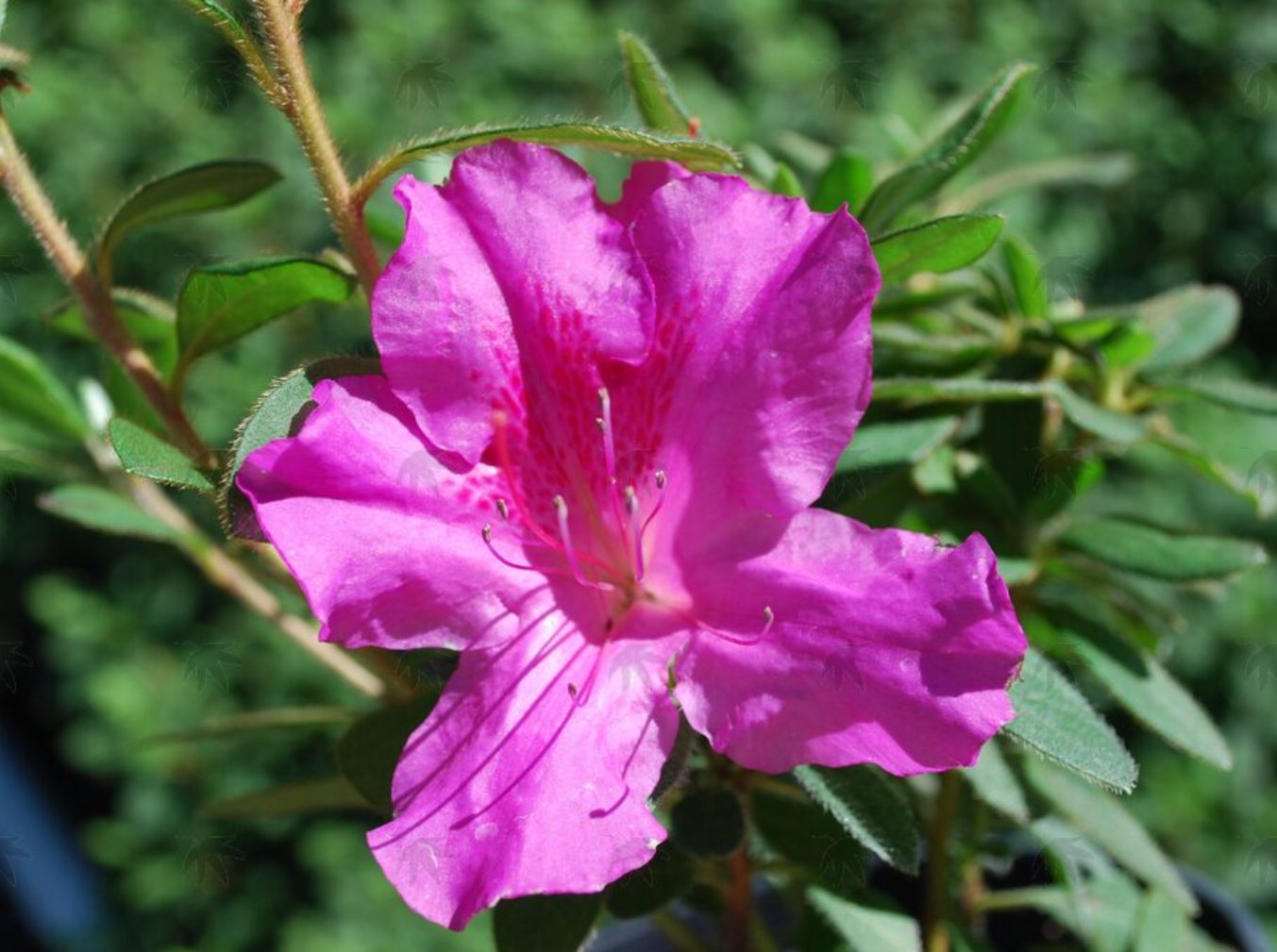Azalea Encore Autumn Royalty 3 gal