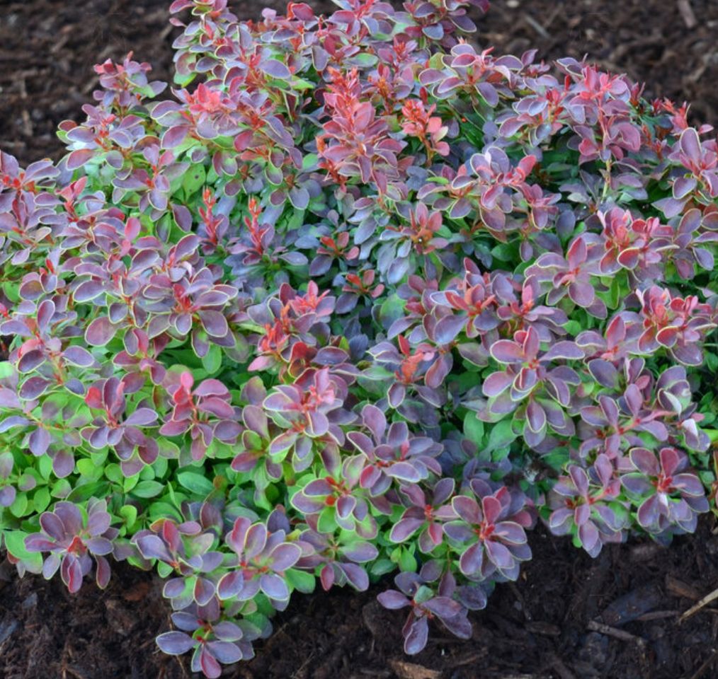 Barberry Admiration 1 gal