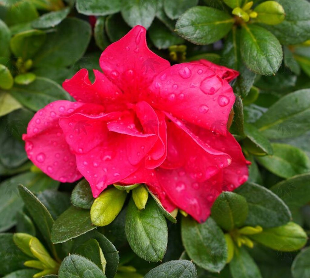 Azalea Encore Autumn Bonfire 3 gal