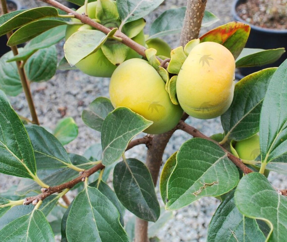 Persimmon Fuyu Jiro 7 gal