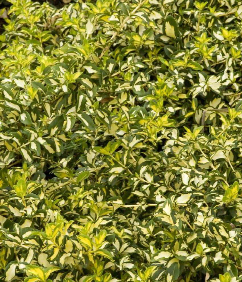 Euonymus Moonshadow 2 gal