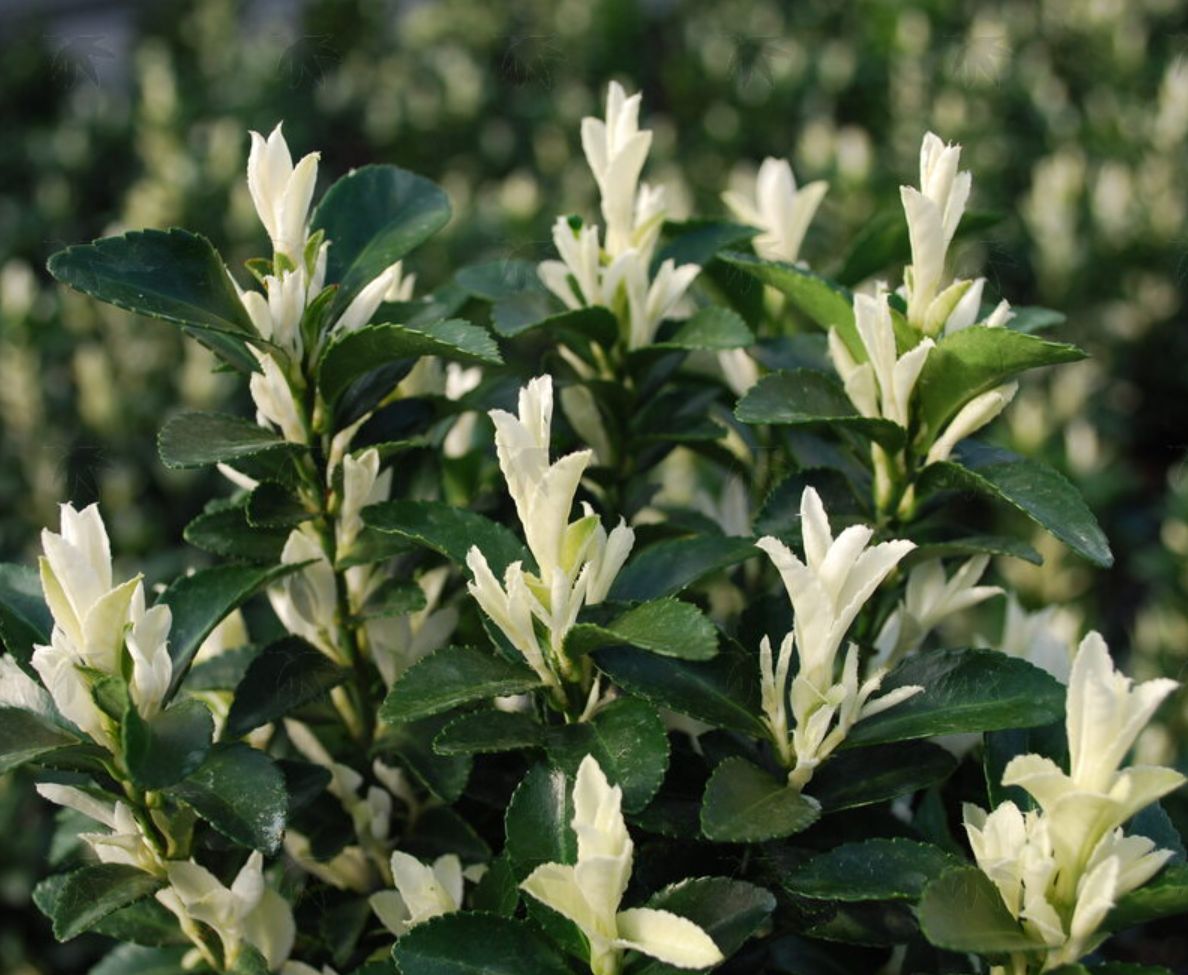Euonymus Paloma Blanco 2 gal