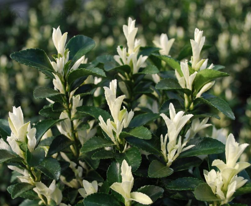 Euonymus Paloma Blanco 2 gal