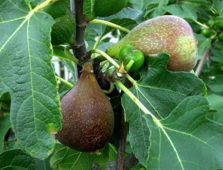 Fig Olympian 7gal