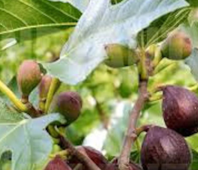 Fig Violette De Bordeaux 7gal