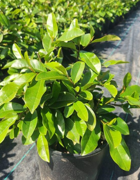 Fairy Magnolia Blush 2 gal