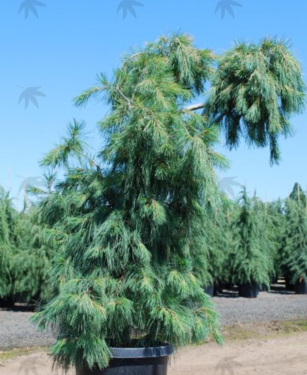 Wpg White Pine 1 gal