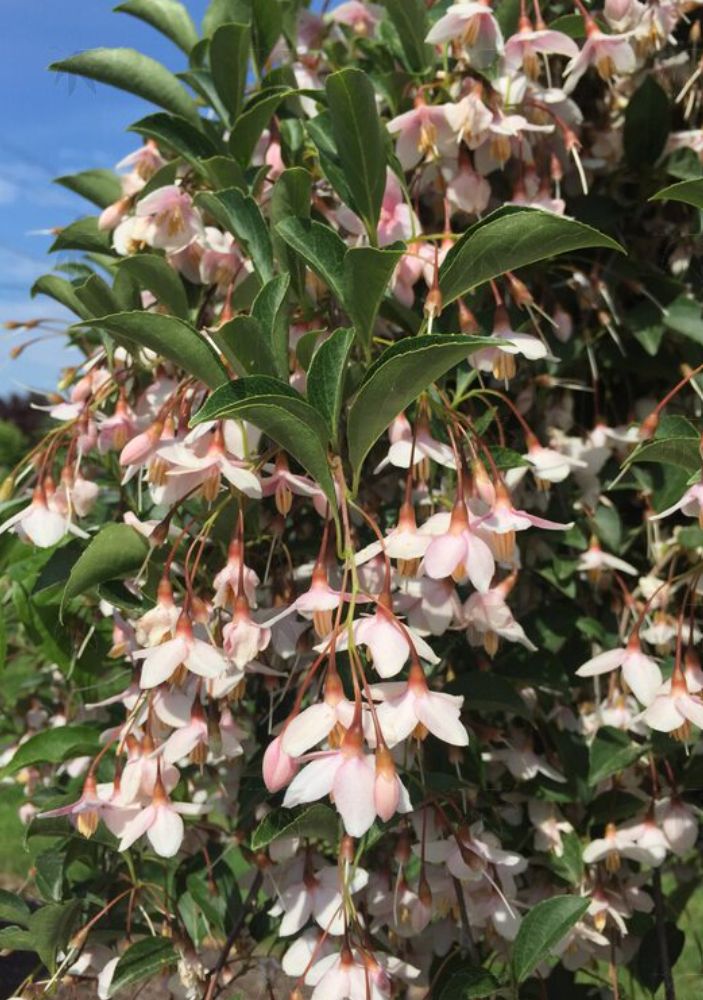 Styrax Wpg Marleys Pink 2 gal