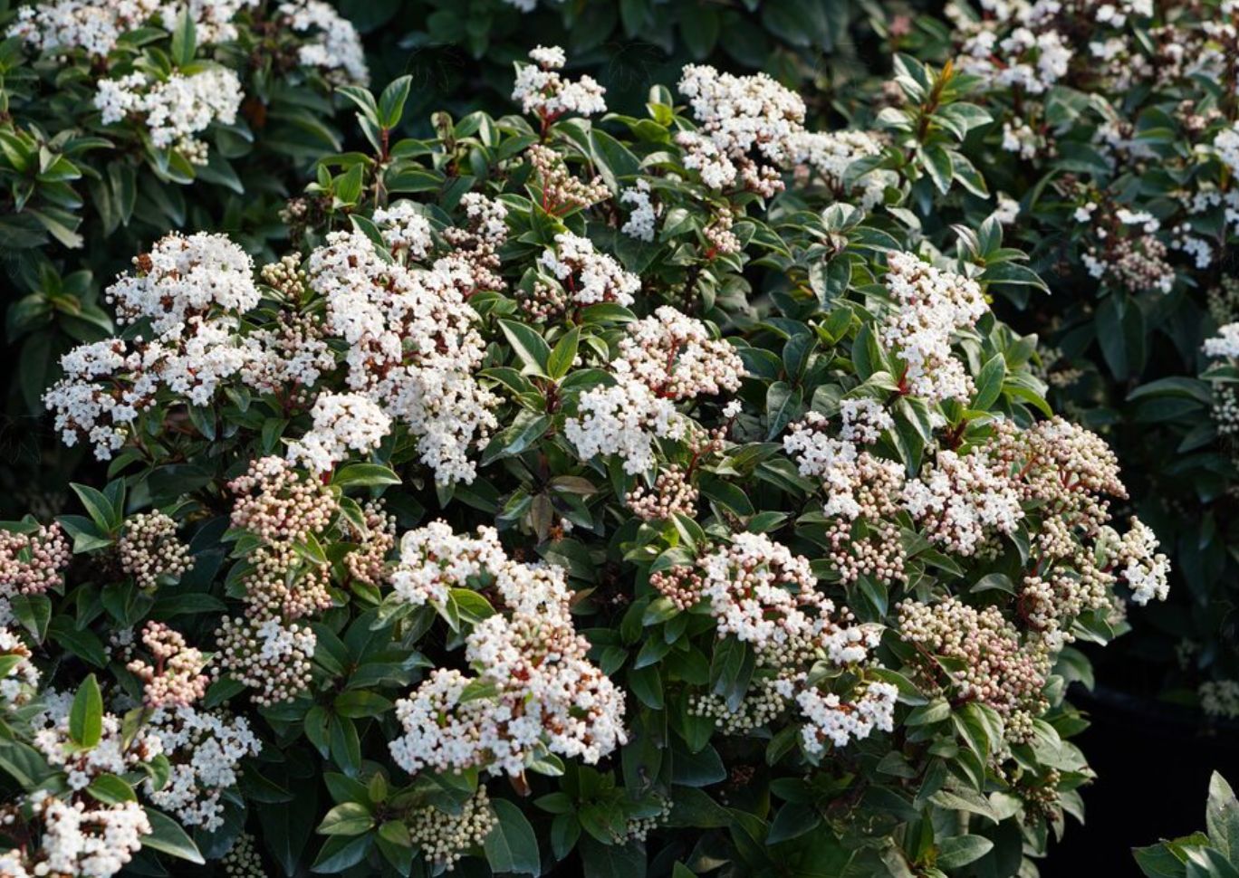 Viburnum tinus Spirit 3 gal