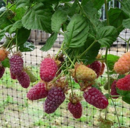 Loganberry thornless 1 gal