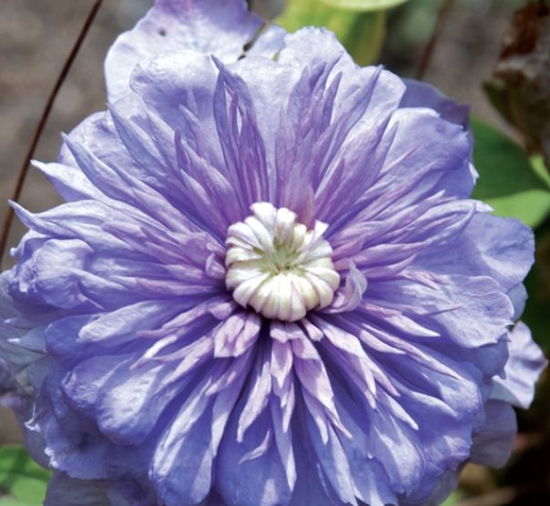 Clematis Blue light select 1 gal