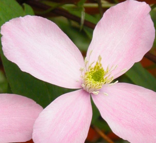 Clematis Montana Rubens 1 gal