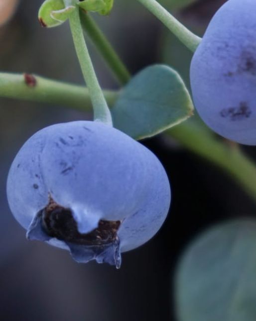 Blueberry Sweetheart 1 gal