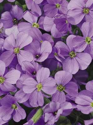 Aubrieta Axcent Deep Purple Qt
