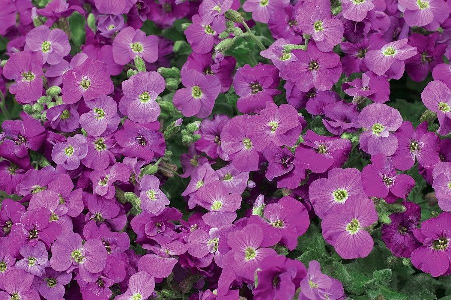 Aubrieta Axcent Lilac Qt