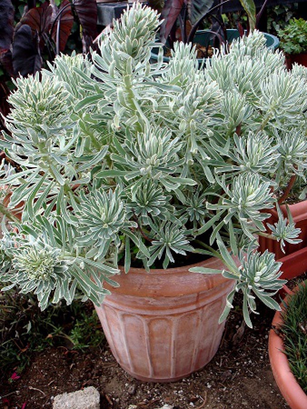 Euphorbia Glacier Blue Qt