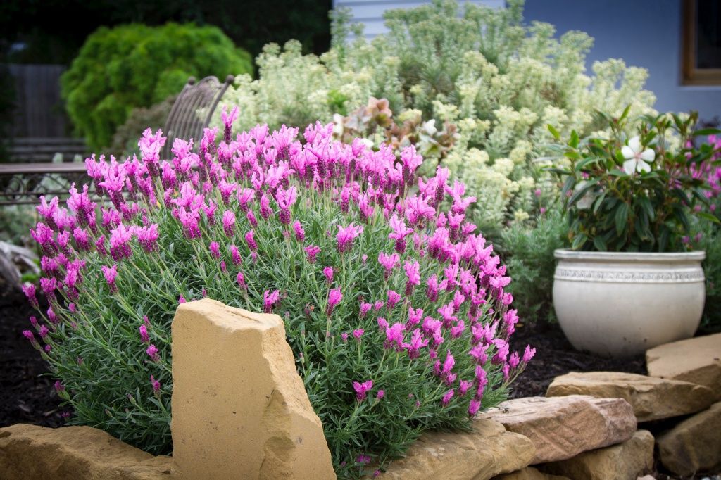 Lavender The Princess Quart
