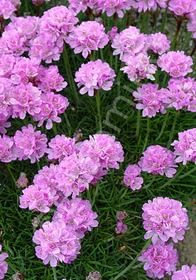 Armeria Victor Reiter 4&quot;
