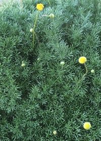 Cotula hispida 4&quot;