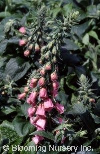 Digitalis Mertonensis 4&quot;