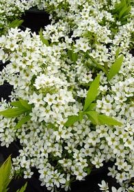 Spiraea Ogon 3 gal