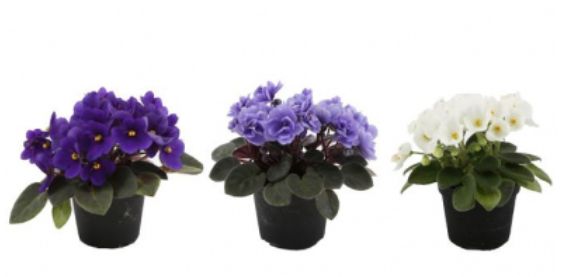 African Violet 4&quot;