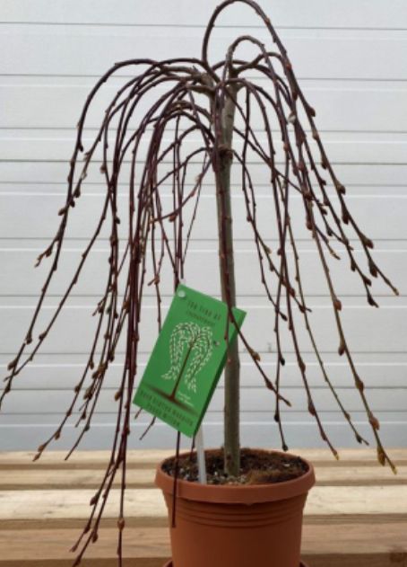 Salix Weeping pussy willow 6&quot;
