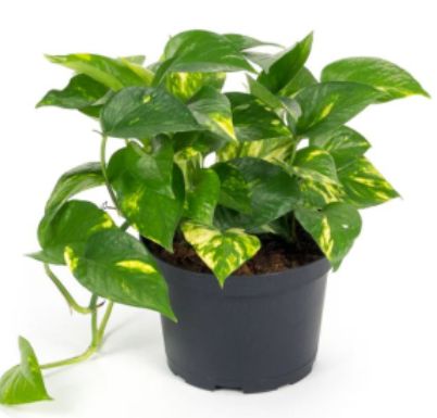 6&quot; HB Pothos golden